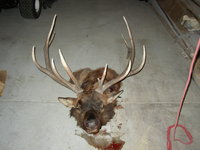 SCORE:281
SPREAD:38
ANTLERS:6X6
