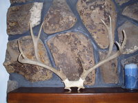 SCORE:99 5/8
SPREAD:22
ANTLERS:4x4
