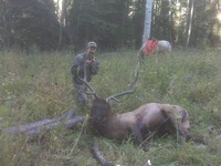 SCORE:303
SPREAD:49 7/8
ANTLERS:6x6
