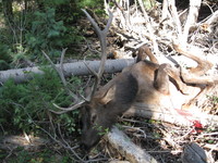 SCORE:300
SPREAD:45
ANTLERS:6x6
