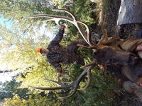 SCORE:355
 SPREAD:48
 ANTLERS:6x6
  