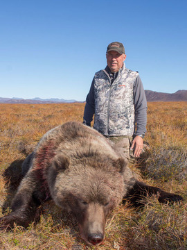 Alaska Giant Arctic Grizzly Bear