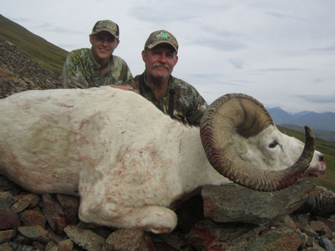 Alaska Range and Wrangell's Mountains Dall Sheep