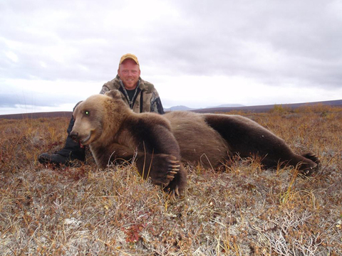 Alaska Peninsula Brown Bear