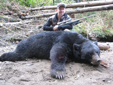 Alaska Coastal Black Bear on Prince of Wales Island