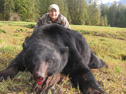 Alaska Coastal Black Bear on Prince of Wales Island