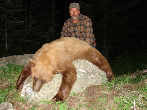 Idaho Black Bear over Bait or behind Hounds