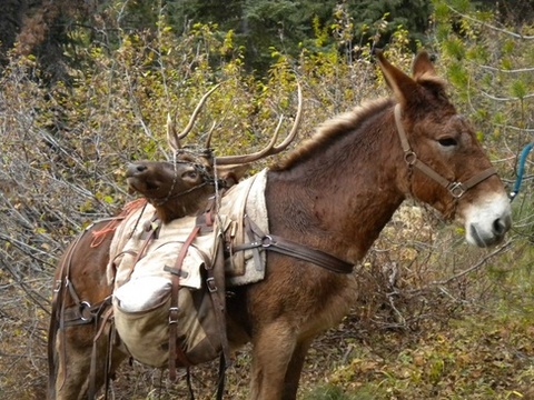 Idaho Backcountry /Wilderness type elk hunt