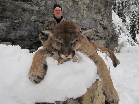 Idaho Cougar Hunt