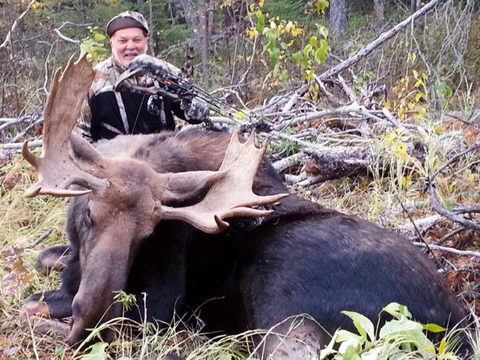 Alberta Canadian Moose