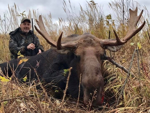 Alberta Canadian Moose