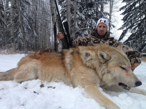 Wolf Hunting in Alberta