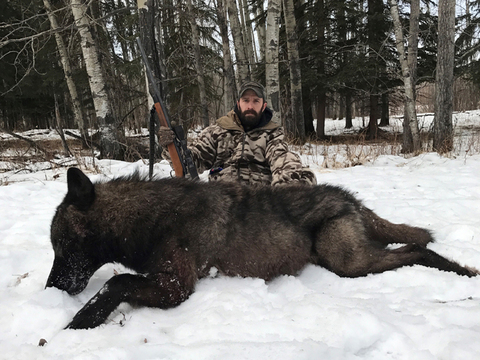 Wolf Hunting in Alberta