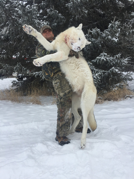 Wolf Hunting in Alberta