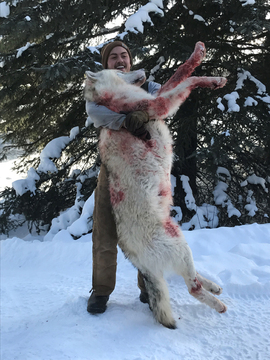 Wolf Hunting in Alberta