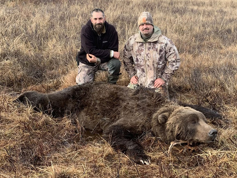 Kodiak Island Alaska Brown Bear