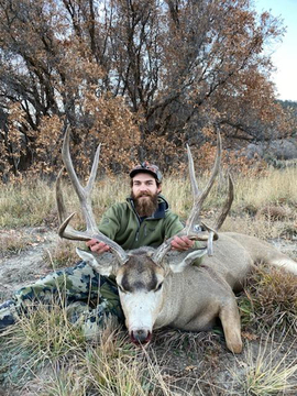 Colorado Trophy Quality Mule Deer