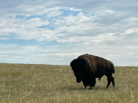 South Dakota Private Land Bison Hunt