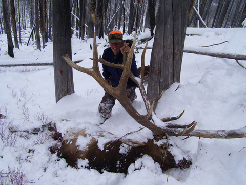 Wyoming Bull Elk Unit 51 just Outside Yellowstone