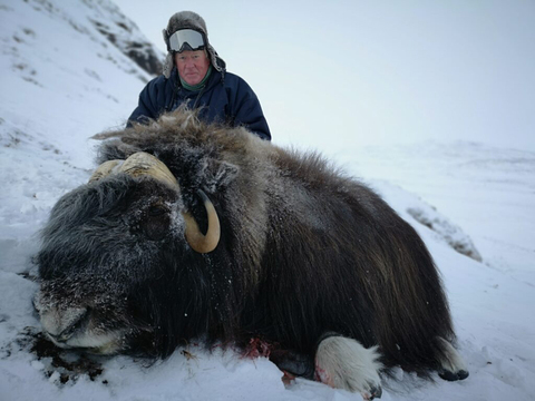 Greenland Fall and Winter Muskox Hunts