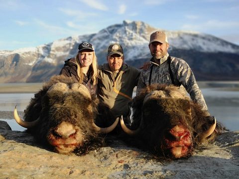 Greenland Fall and Winter Muskox Hunts