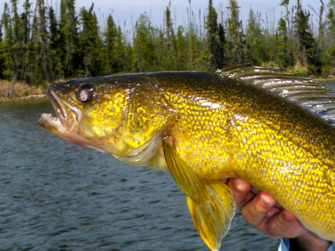 Manitoba Fly-In Trophy Pike Fishing Lodge and Outpost Camps