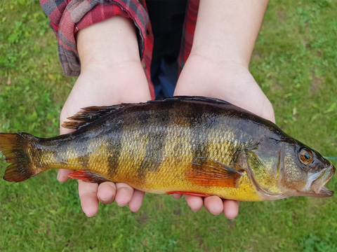 Ontario Fly-in Pike and Walleye Fishing Lodge