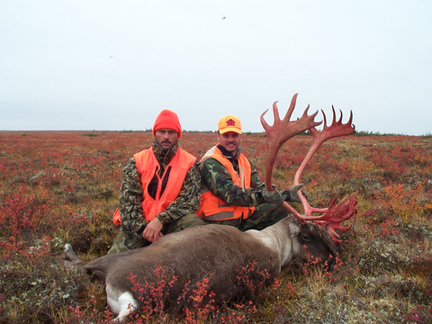 Northern Manitoba Barren Ground Caribou