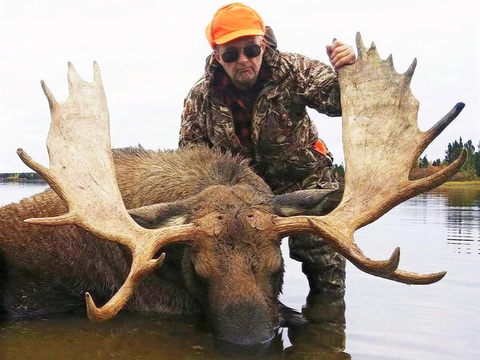 Manitoba Canadian Moose