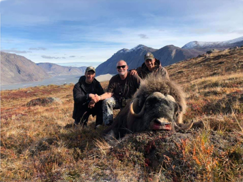 Greenland Fall and Winter Muskox Hunts