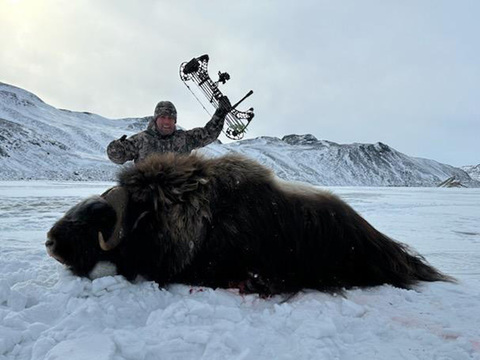 Greenland Fall and Winter Muskox Hunts