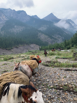 Alberta Backcountry Moose Hunt on Horseback 