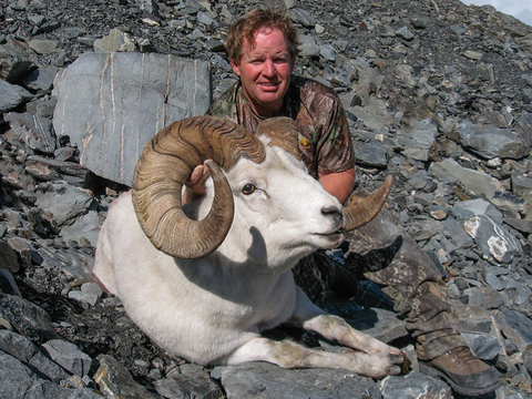 Chugach Mountains Fly-In Dall Sheep