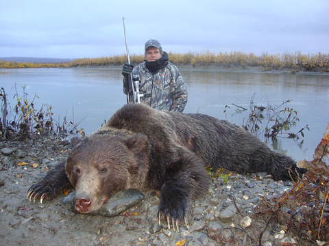 Alaska Giant Arctic Grizzly Bear