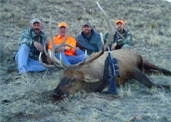 Awesome AMO Arizona Elk